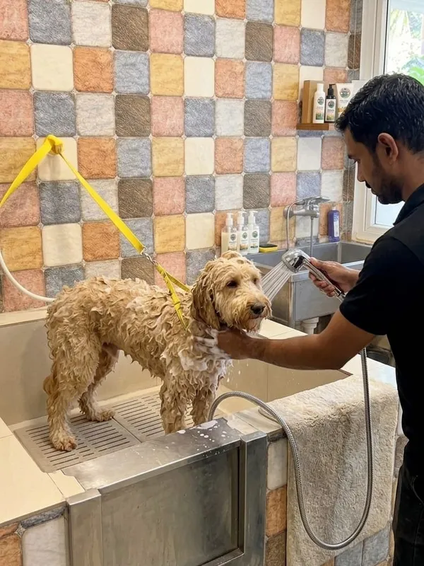 Professional Grooming