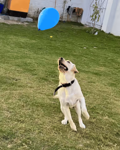 Dogs running in the open park