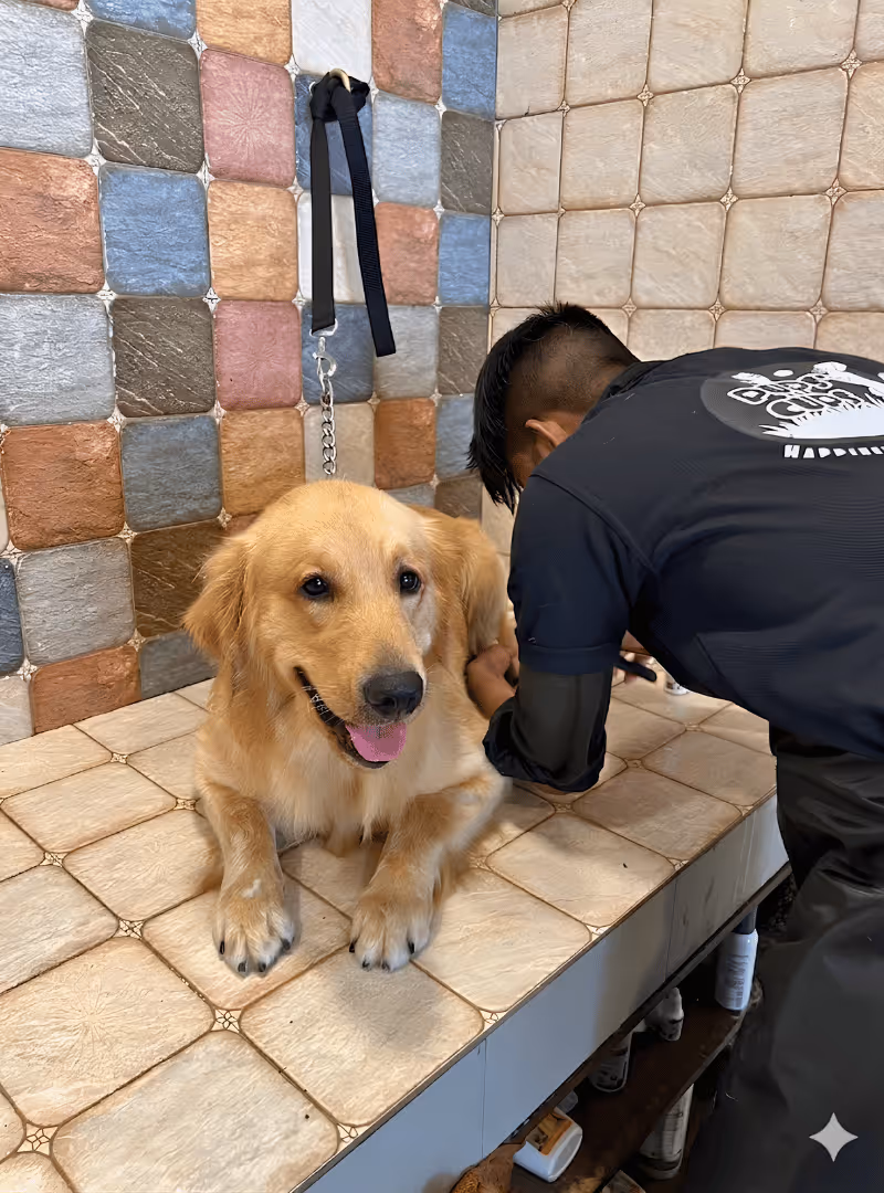Dog grooming session
